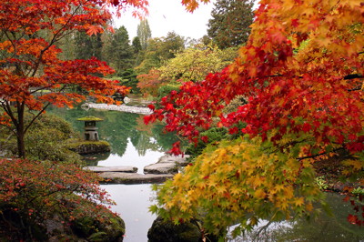 Fall leaves in a Japanese garden