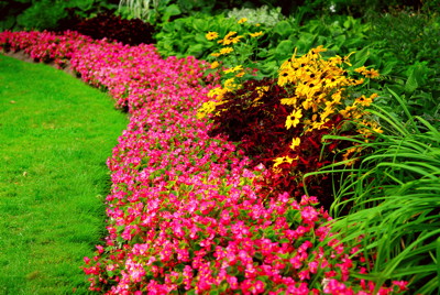 Pink flower border