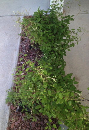 Clematis Patio Project