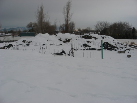 Snowed In