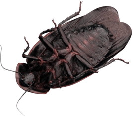 Subtropical Pests